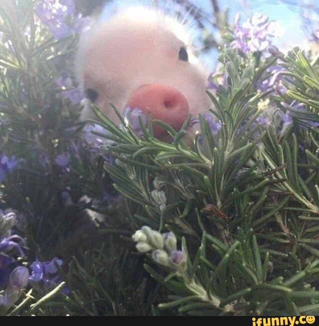 cute, aww, cute_animal, piggy, wholesome