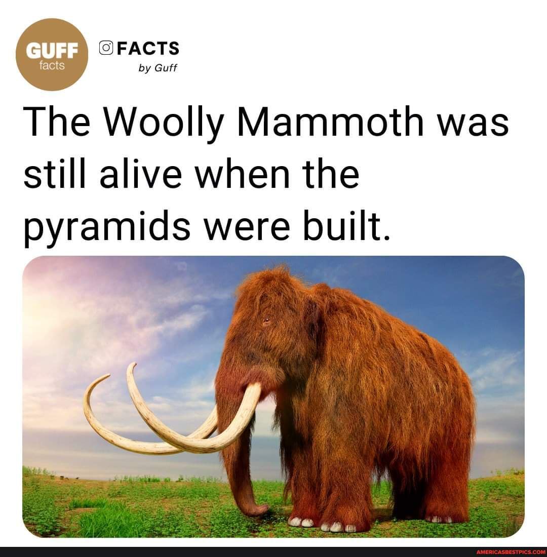 Woolly mammoth found alive