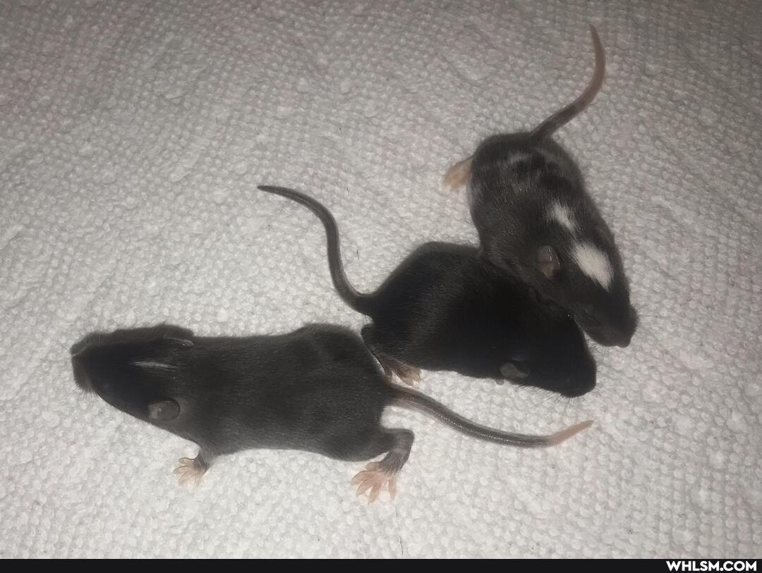 adorable, baby_animals, mice