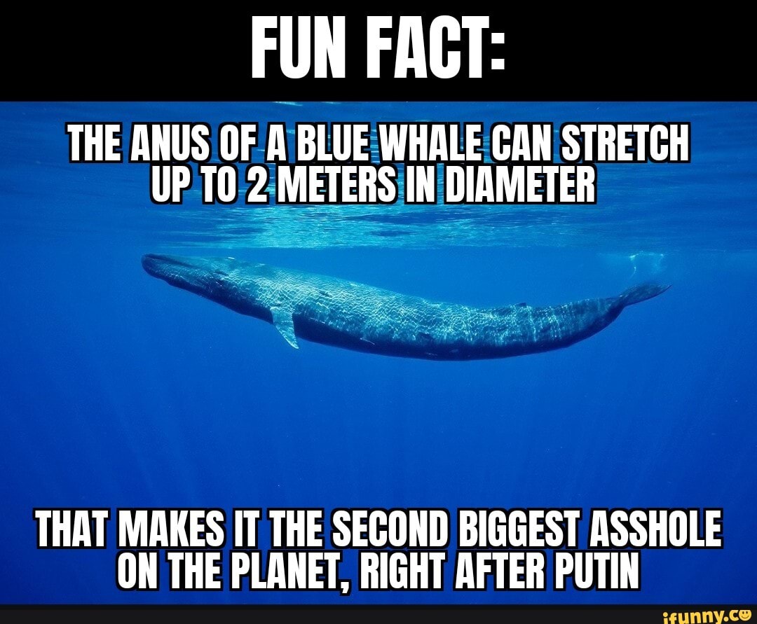 A Blue Whales Anus Can Stretch