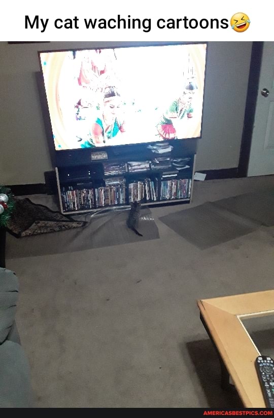 My cat waching cartoon