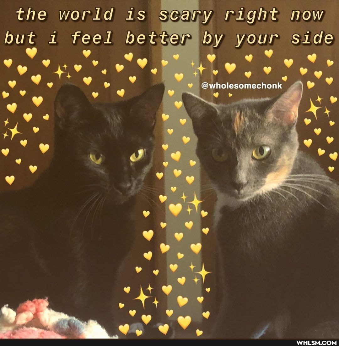 the world is scary right now
but 1 feel bette",
Yo
by your side
@wholesomechonk