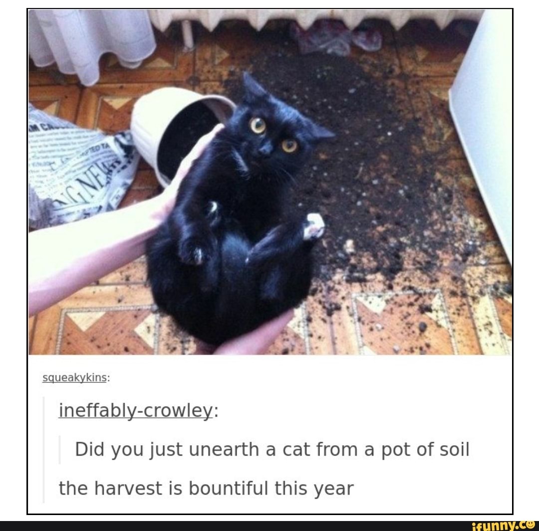 ineffably-crowley:
Did you just unearth a cat from a pot of soil
the harvest is bountiful this year