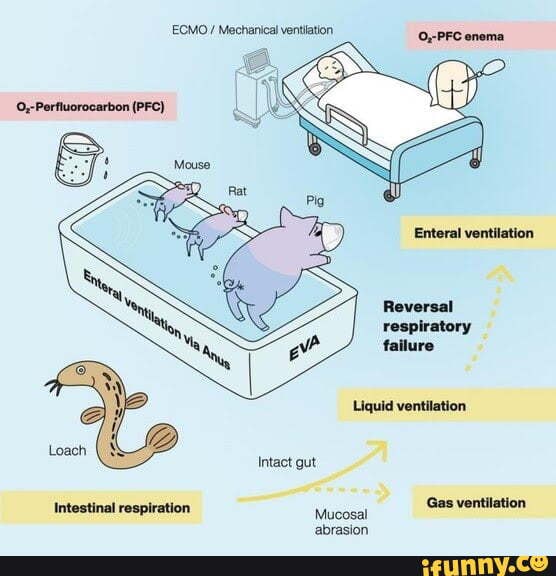 ECMO/ Mechanical ventilation (PFC) Enteral ventilation Liquid