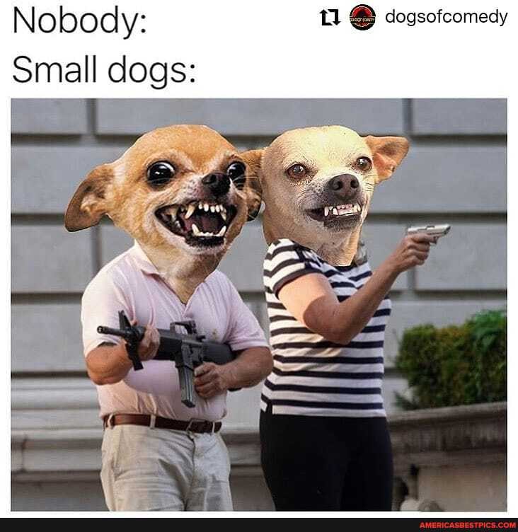 Nobody:
Small dogs:
Ne