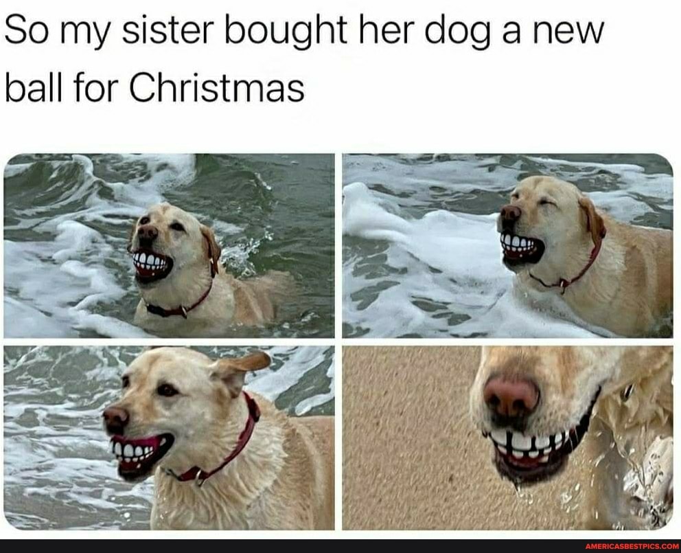 So my sister bought her dog a new ball for Christmas
