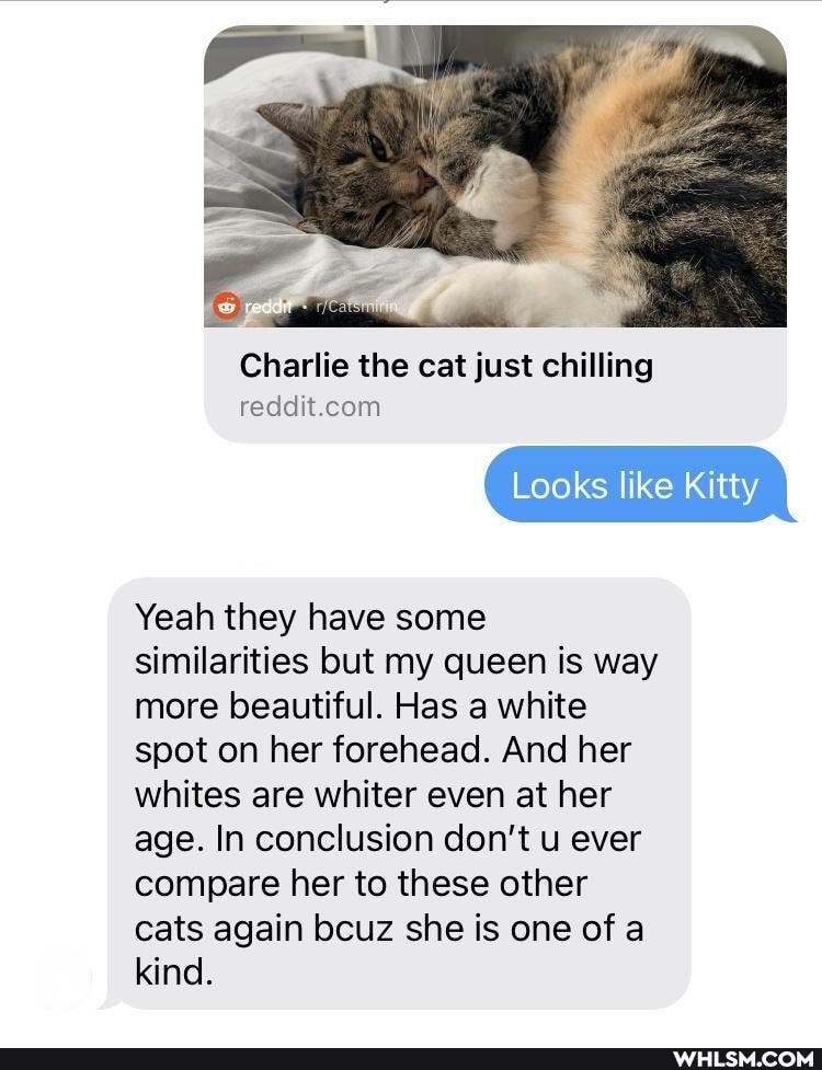 Charlie the cat just chilling
Looks like Kitty
Yeah they have some similarities but my queen is way more beautiful. Has a white spot on her forehead. And her whites are whiter even at her age. In conclusion don't u ever compare her to these other cats again bcuz she is one of a kind.