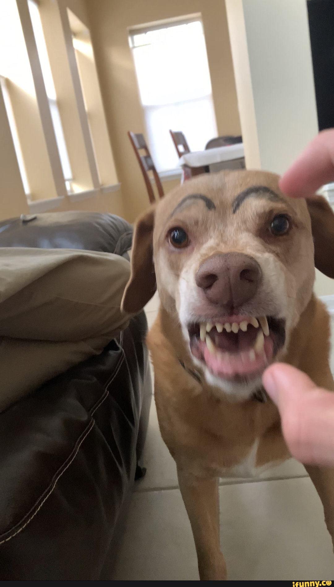 Eyebrow doggo - iFunny