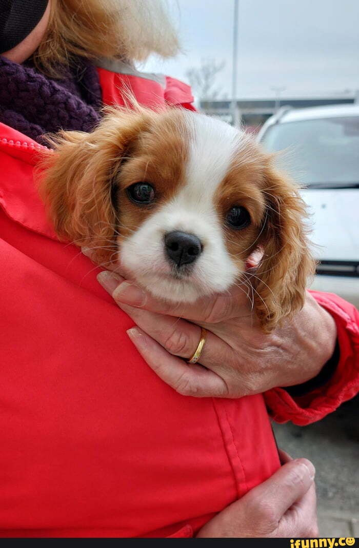 King_charles_spaniel memes. Best Collection of funny King_charles