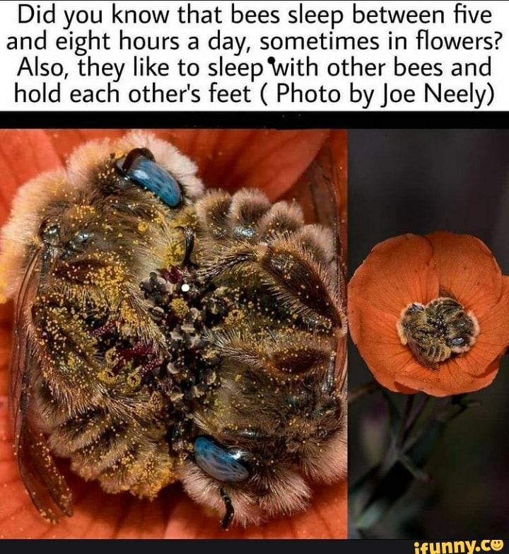 Did you know that bees sleep between five and eight hours a day