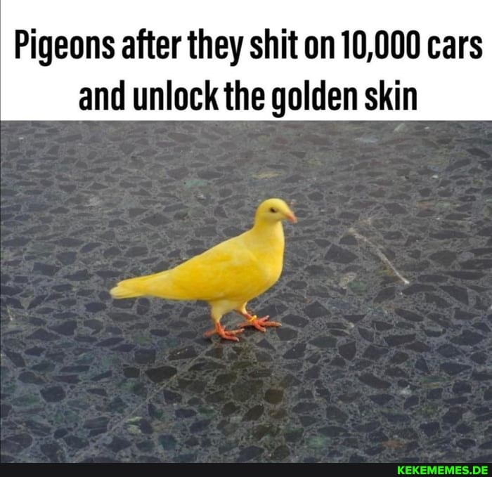 Pigeons after they shit on 10,000 cars and unlock the golden skin
