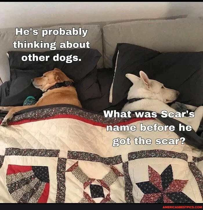 He's probably thinking about other dogs.
What was Scar's name befere he got the scar?