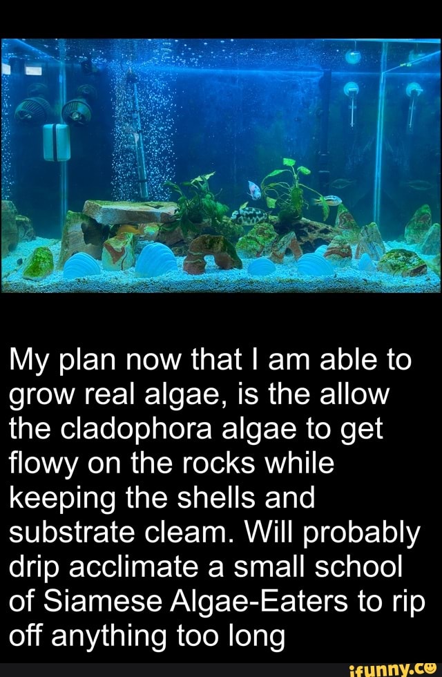 Aquascaping memes. Best Collection of funny Aquascaping pictures on iFunny