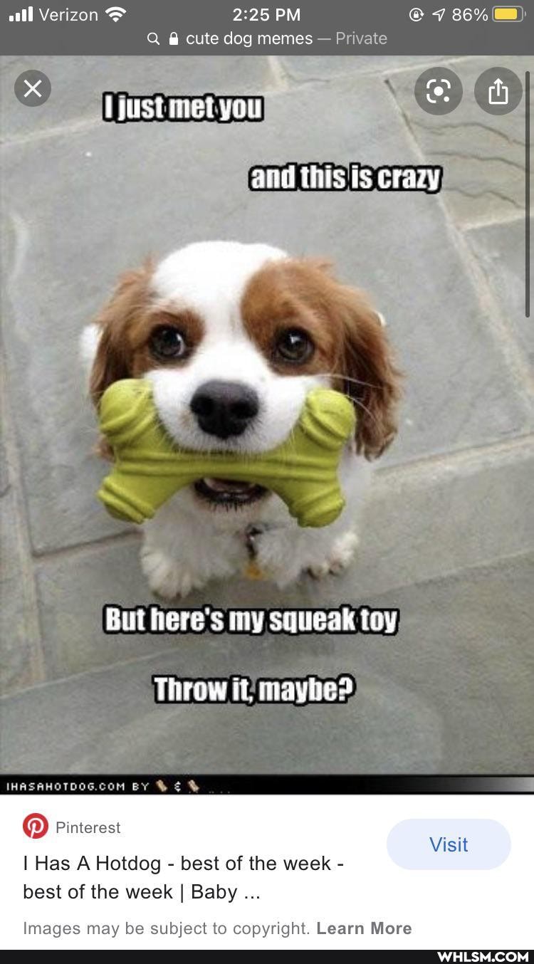 all Verizon PM @ 7 86%
Q cute dog memes - Private
and this crazy
you
But here's my squeak toy
Throw it; mayhe?
BY
Pinterest
I Has A Hotdog - best of the week - best of the week I Baby
Visit
Imaaqes may be subject to copyright. Learn More