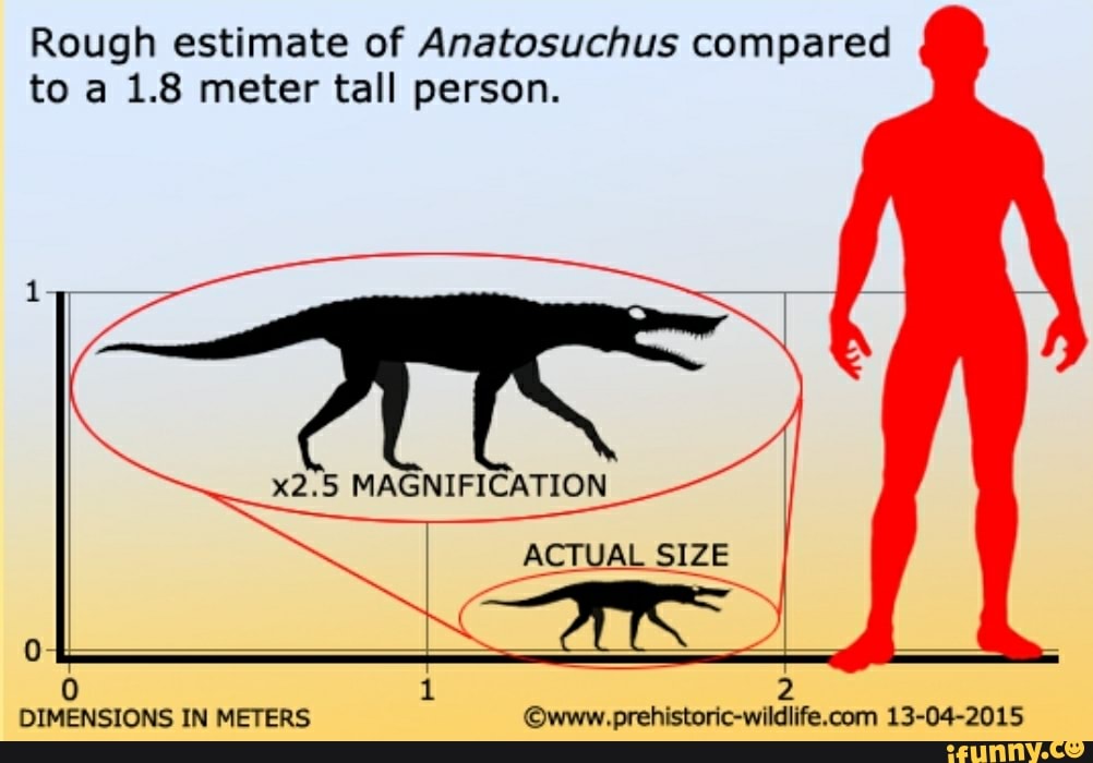 Rough estimate of Anatosuchus compared to a 1.8 meter tall person. - iFunny