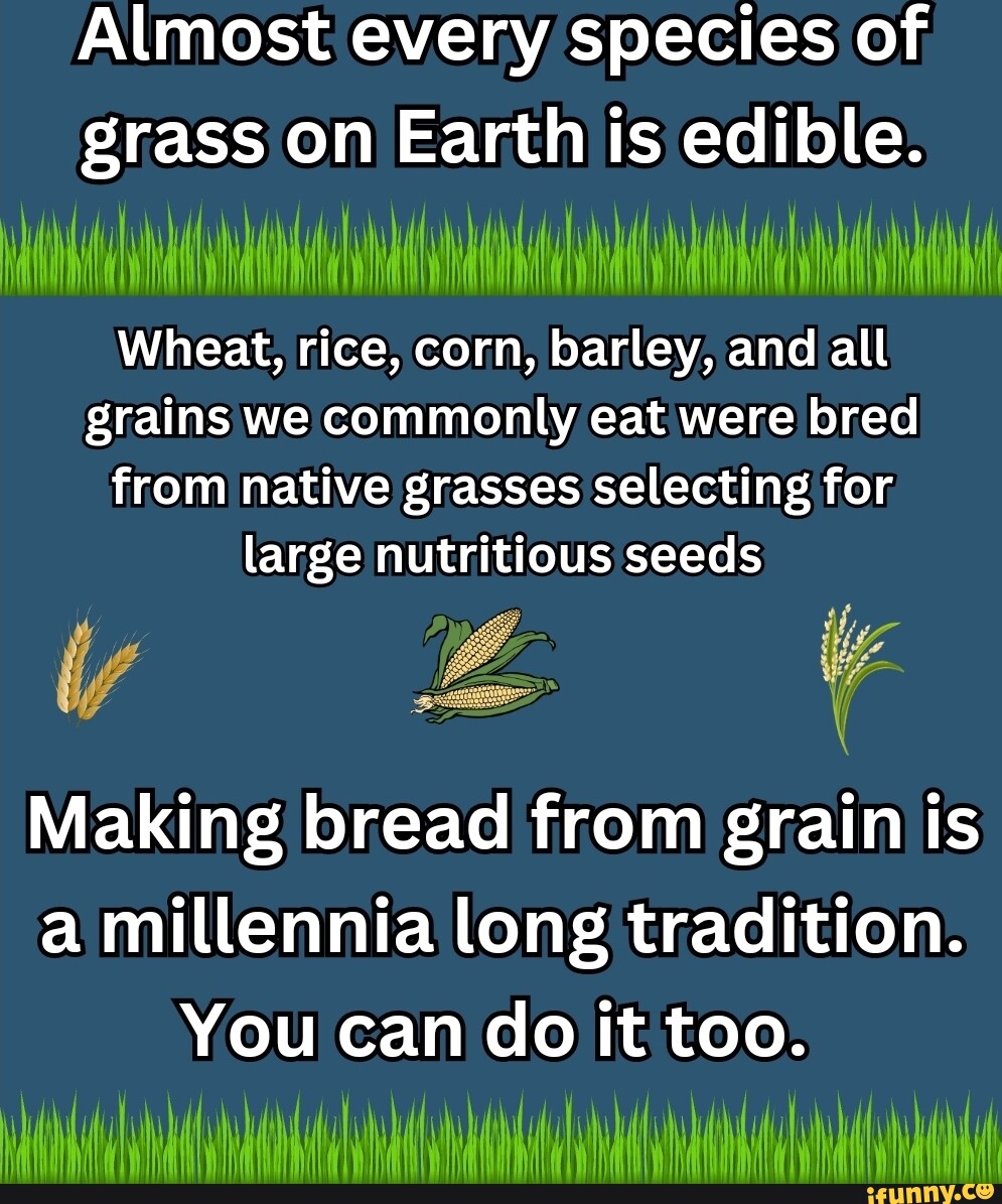 Almost every species of grass on Earth is edible. Wheat, rice, corn