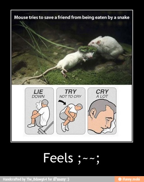 Mouse tries to save a friend from being eaten by a snake - Feels ;~~;