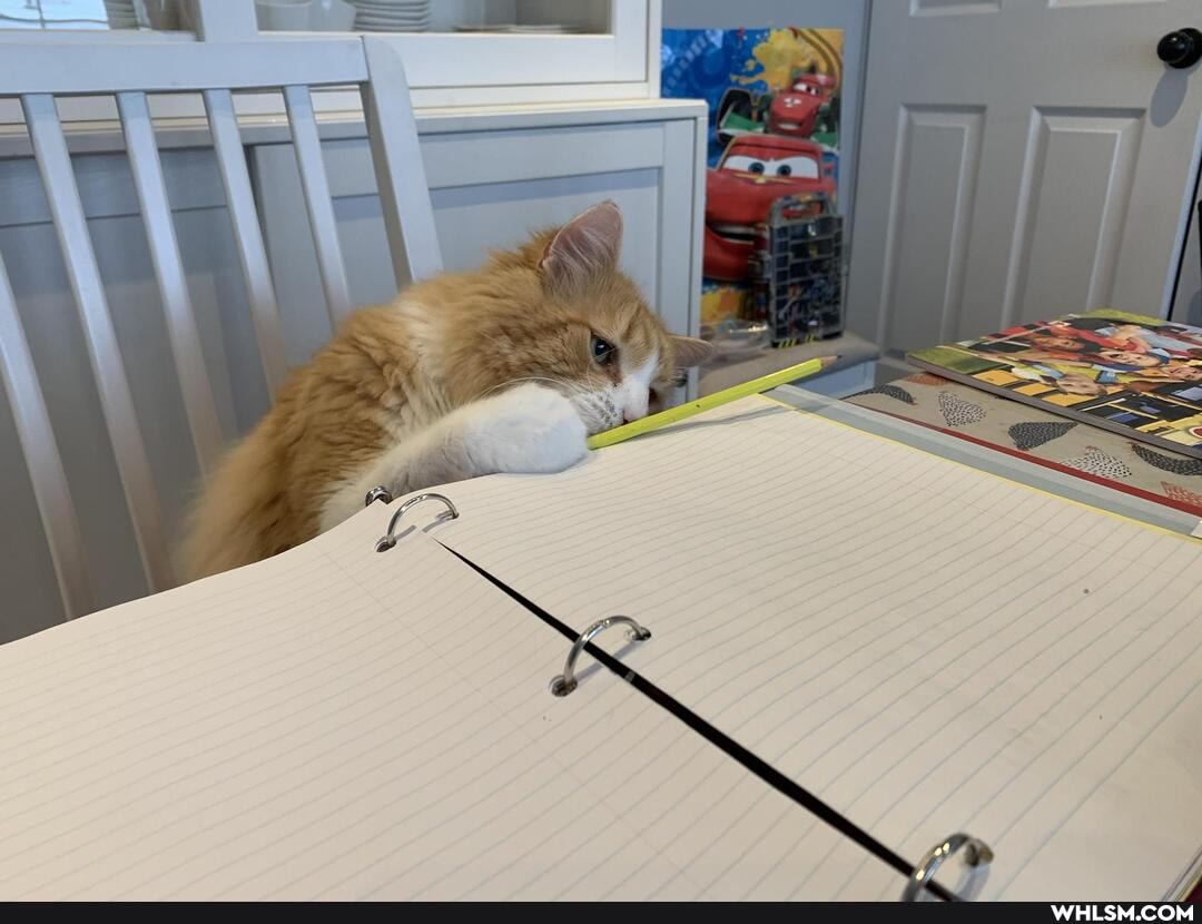 cat
