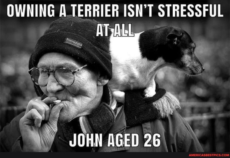 OWNING A TERRIER ISN'T STRESSFUL
~ 3
JOHN AGEN 96
