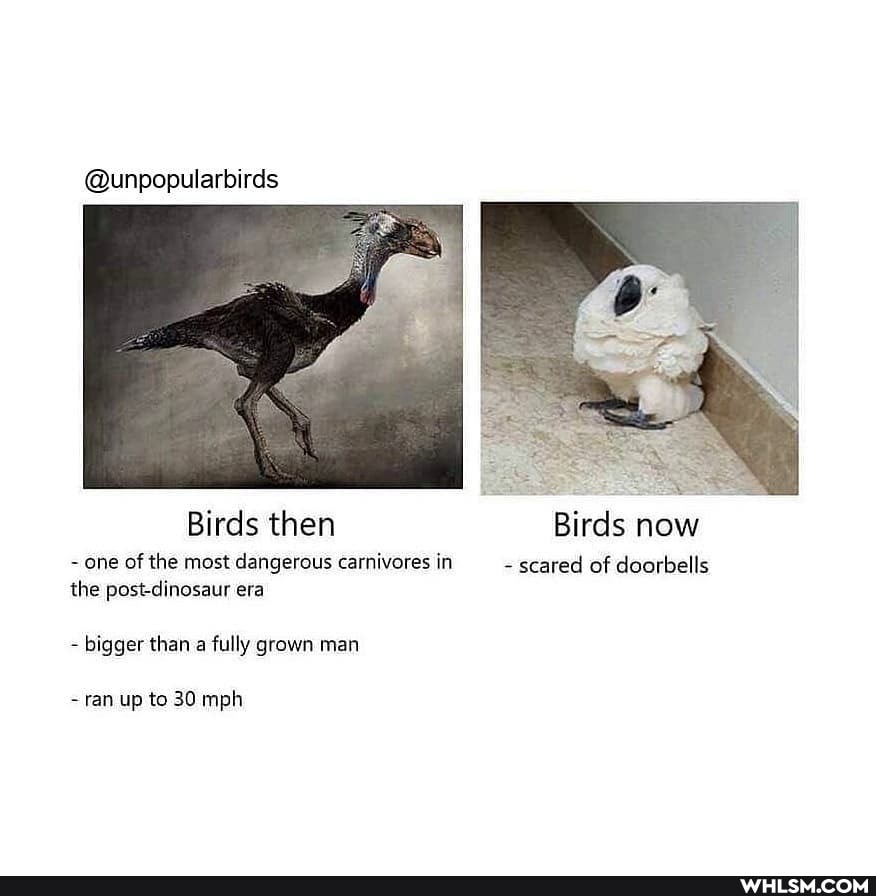 @unpopularbirds
Birds then Birds now
- one of the most dangerous carnivores in - scared of doorbells the post-dinosaur era
bigger than a fully grown man
- ran up to 30 mph