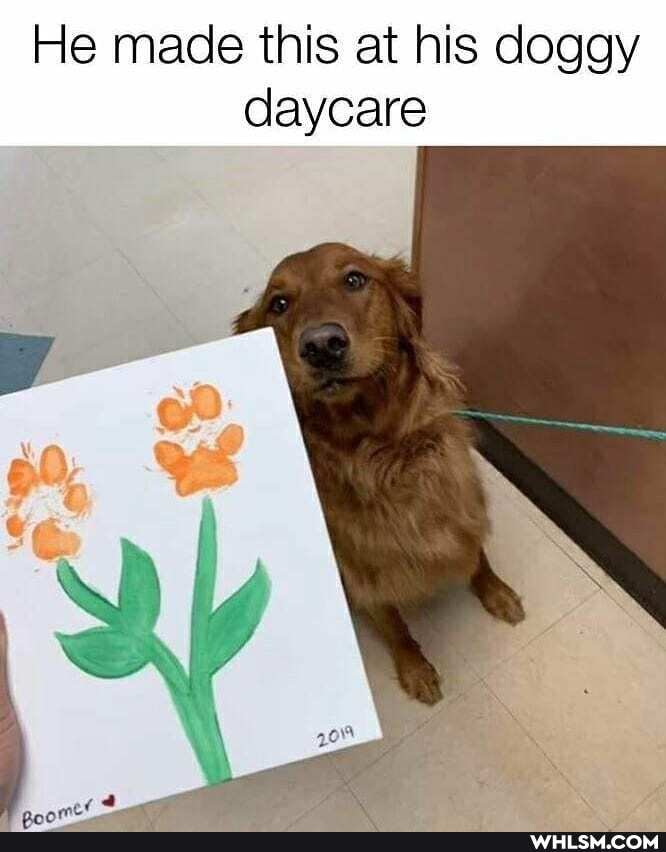 He made this at his doggy daycare