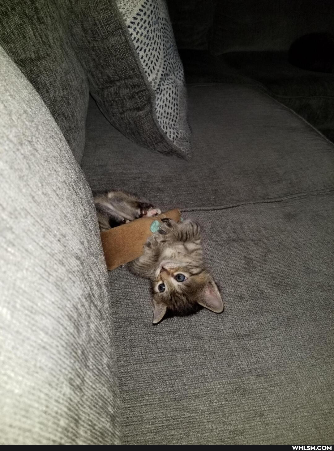 cat, cats, aww