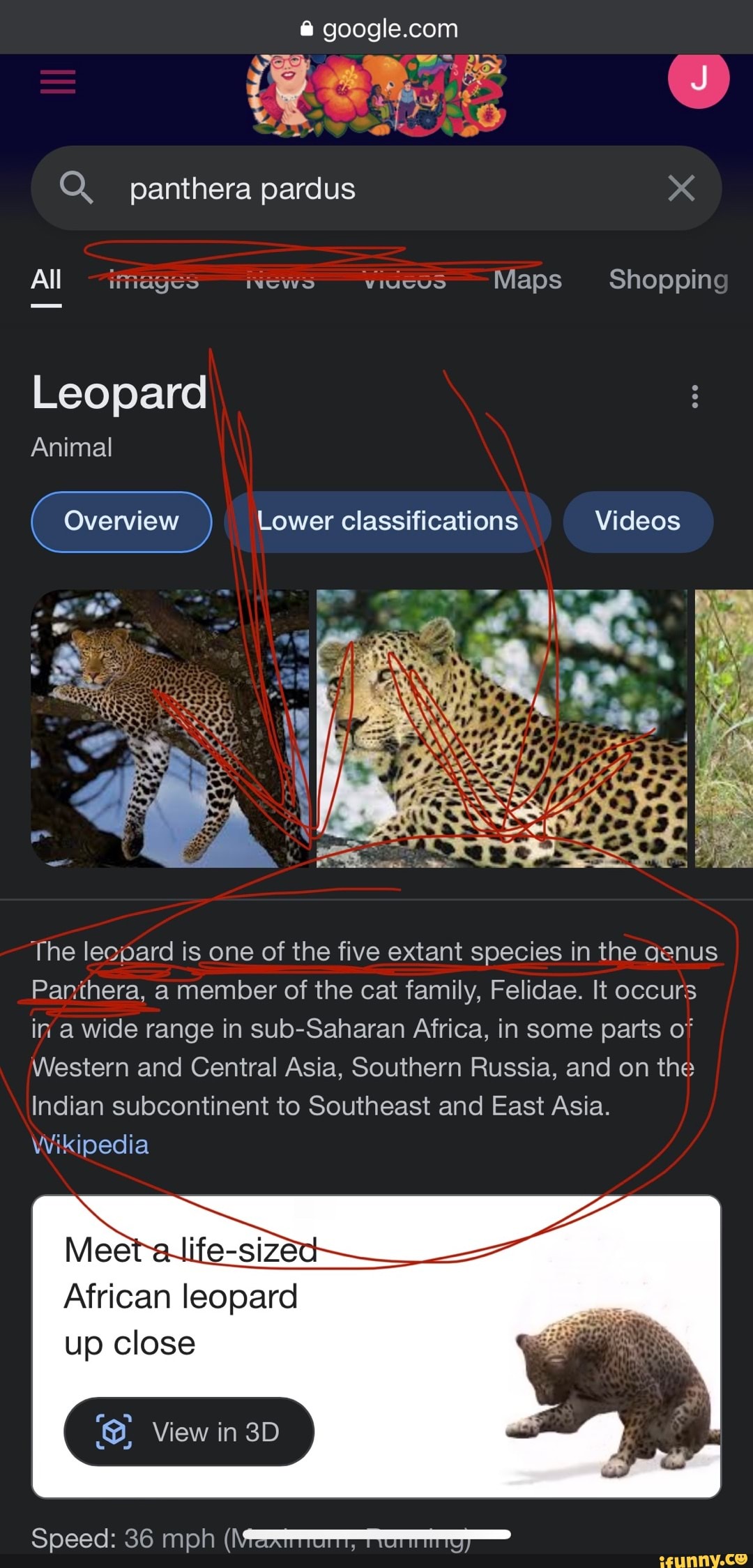 Q. panthera pardus All images INUWO Maps Shopping Shopping Leopard ...