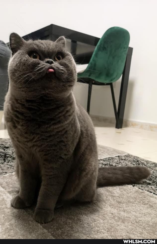 cats, love, caturday