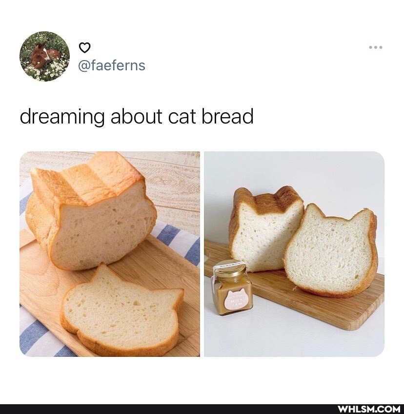 dreaming about cat bread