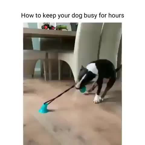 keep dog busy for hours