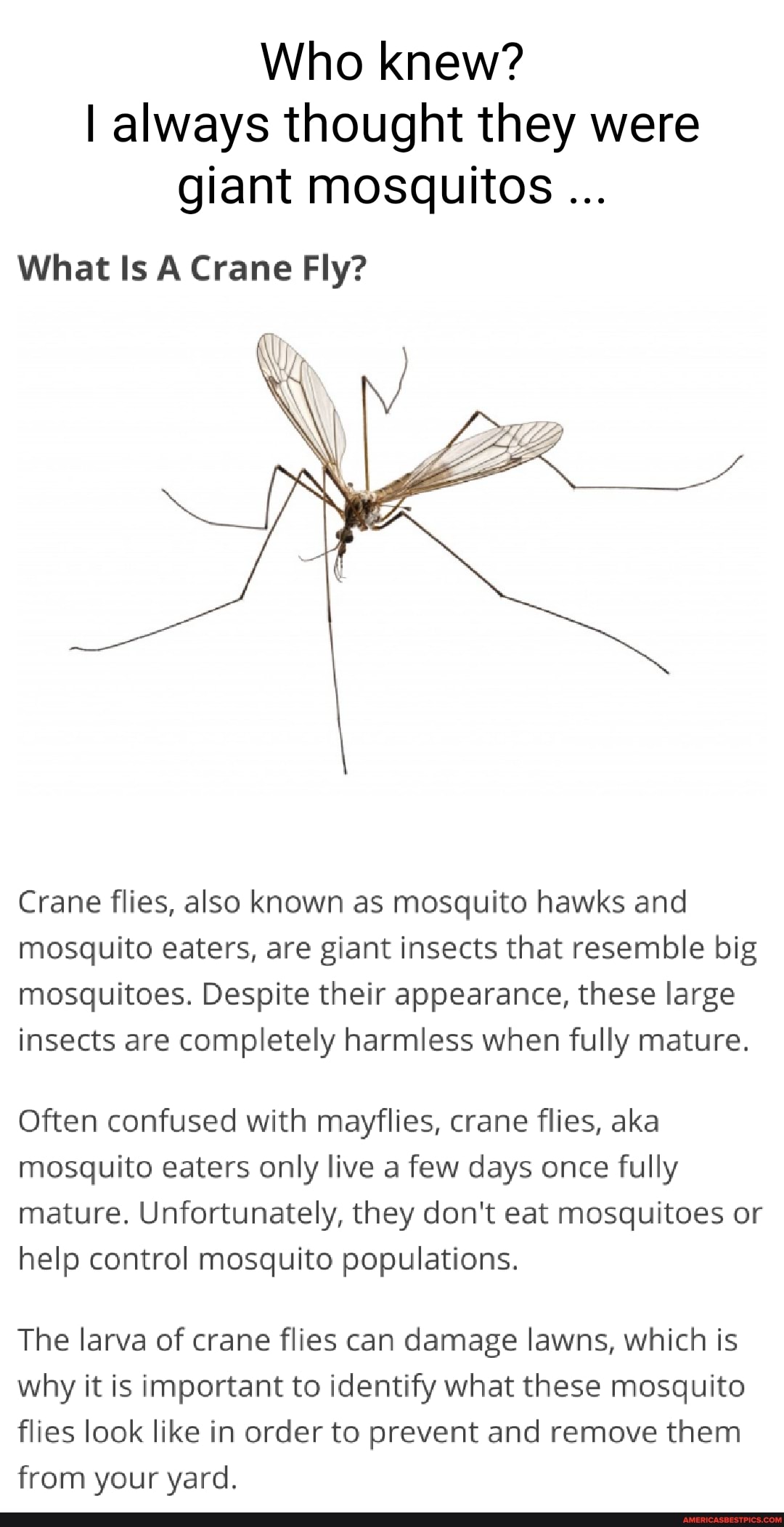 Who knew? I always thought they were giant mosquitos What Is A Crane ...