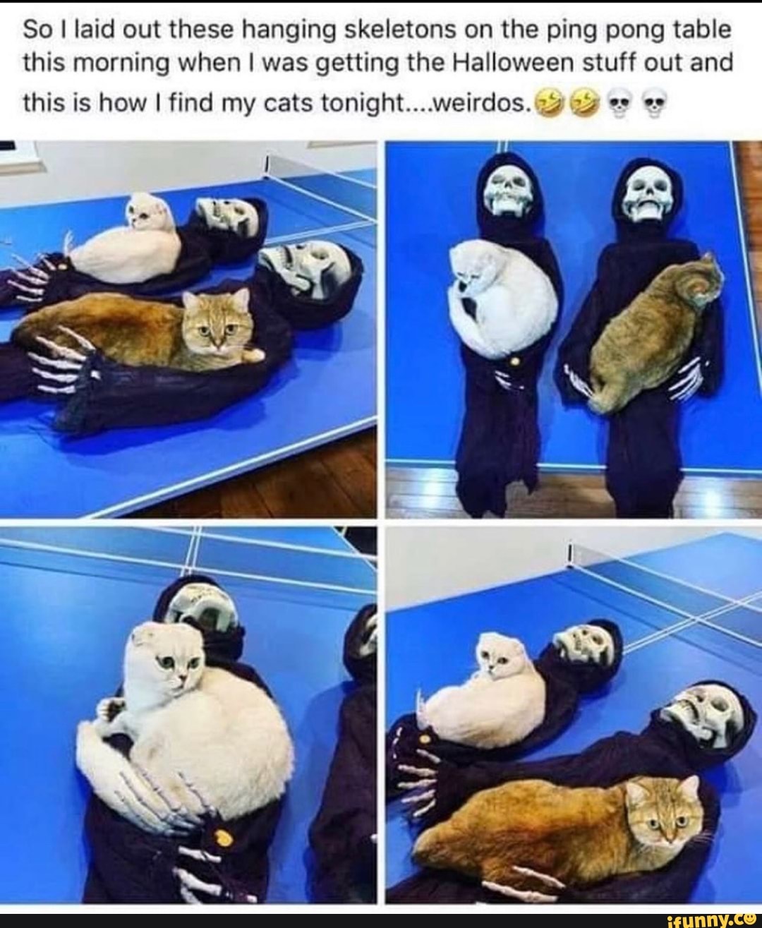 So I laid out these hanging skeletons on the ping pong table this morning when I was getting the Halloween stuff out and
this is how I find my cats tonight....weirdos.