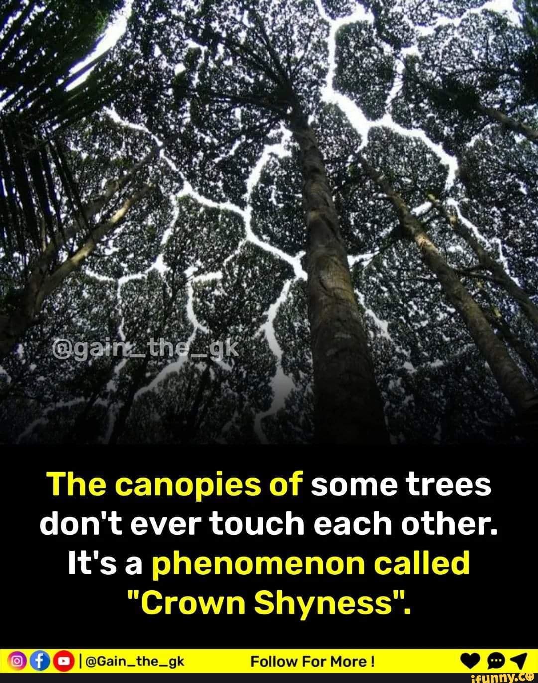 The Canopies Of Some Trees Dont Ever Touch Each Other Its A Phenomenon Called Crown Shyness 9441