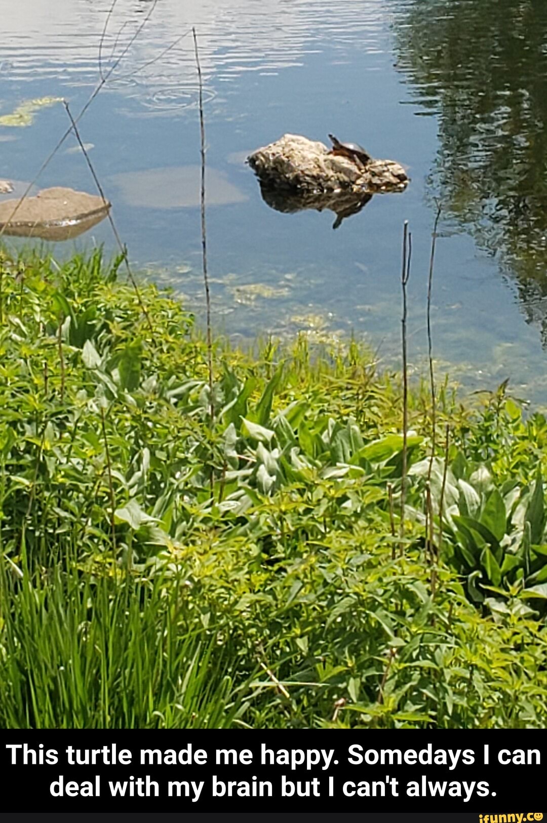 SS
This turtle made me happy. Somedays can deal with my brain but I can't always. - This turtle made me happy. Somedays I can deal with my brain but I can't always.