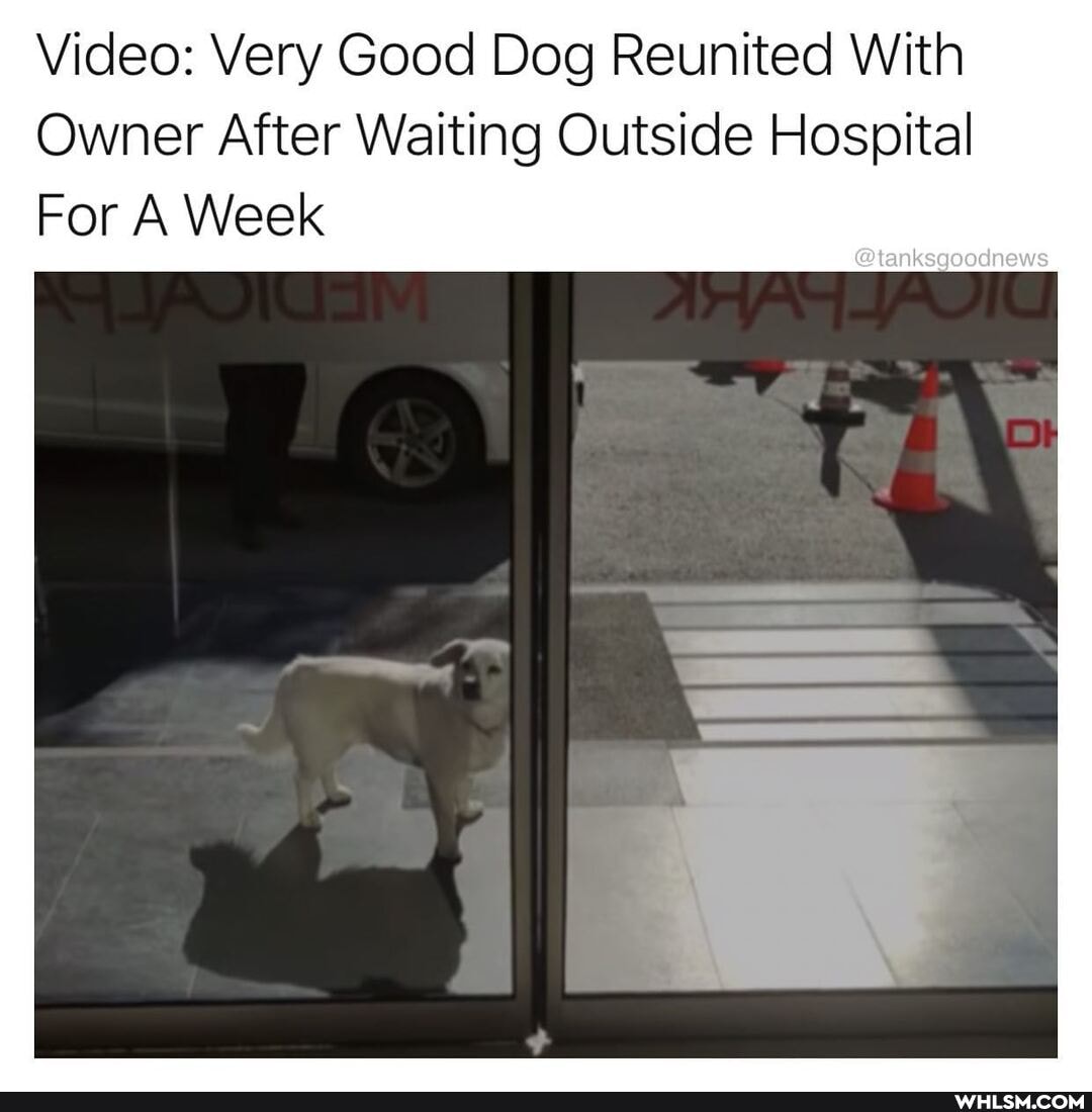 Video: Very Good Dog Reunited With
Owner After Waiting Outside Hospital
For A Week
@tanksgoodnews