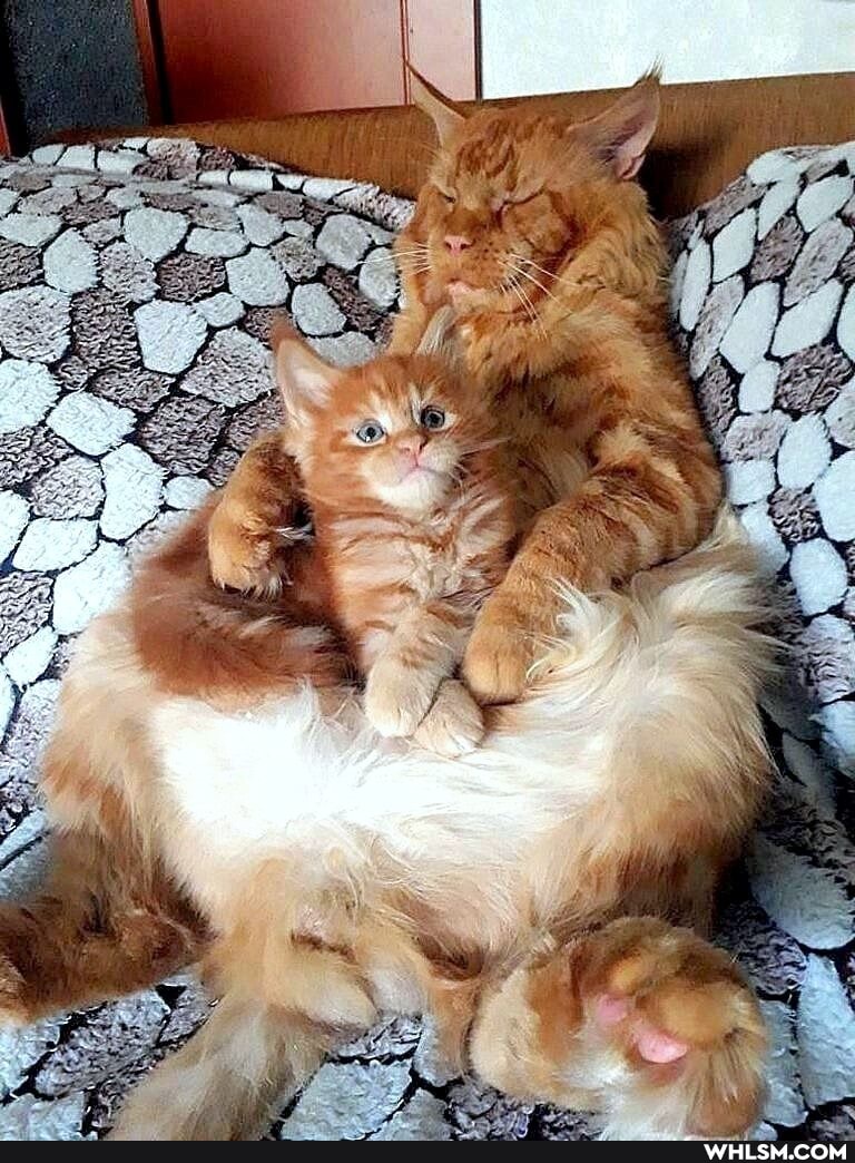 pets, cute_animal, mainenoon