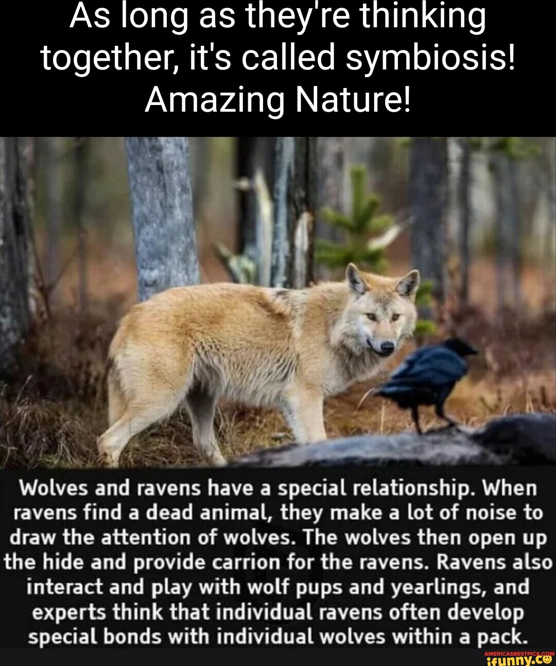 Wolves, Ravens, Carrion & Symbiotic Relationships 