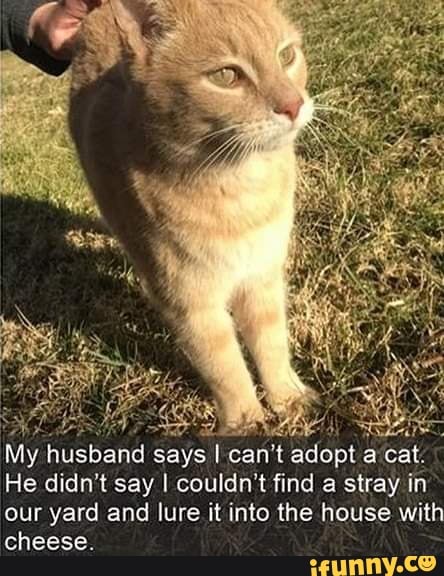 My
husband
says I
cant
adopt a cat:
He didn't say I couldn't find a stray in
our yard and lure it into the house with
cheese.