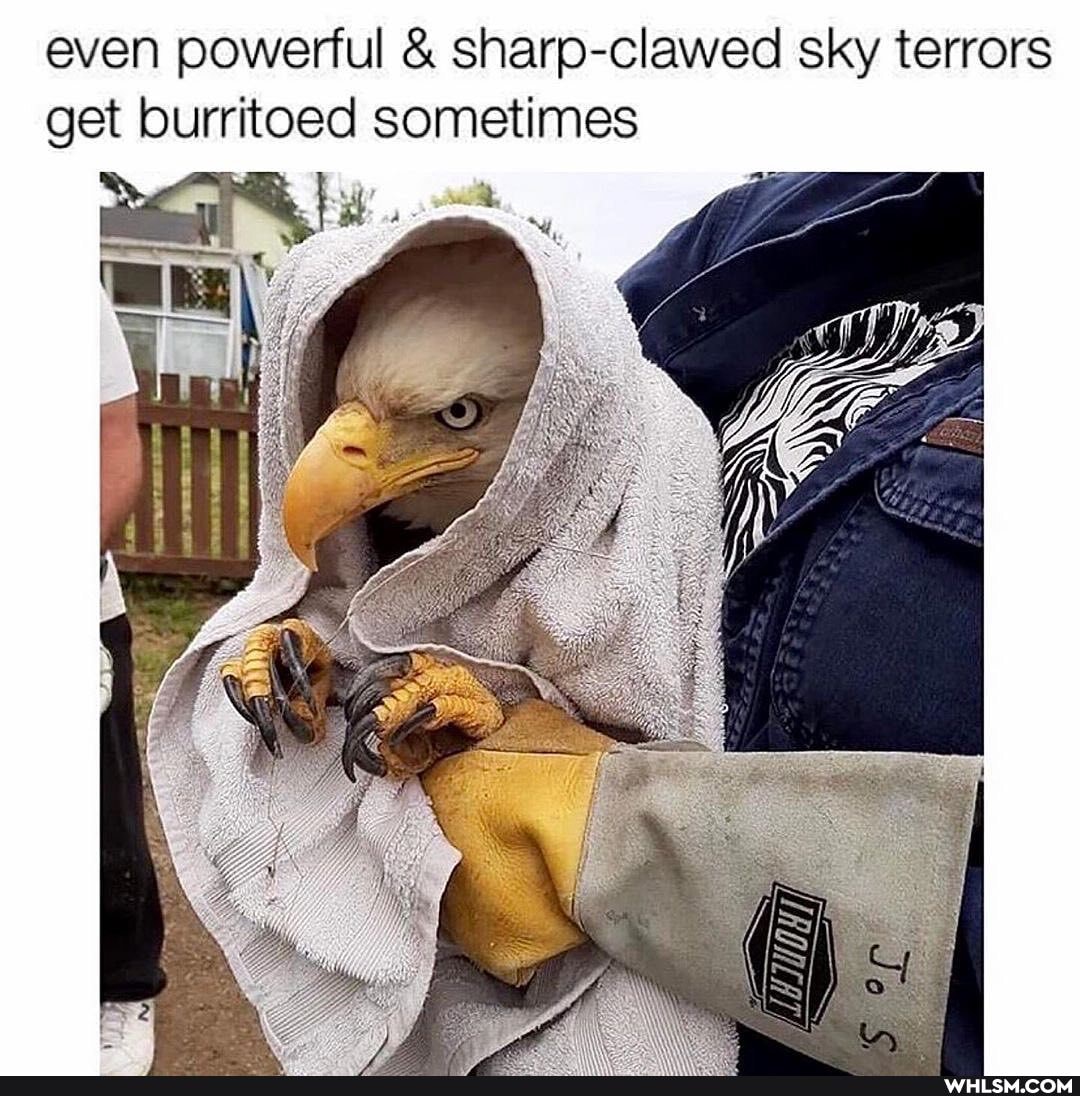 even powerful & sharp-clawed sky terrors get burritoed sometimes