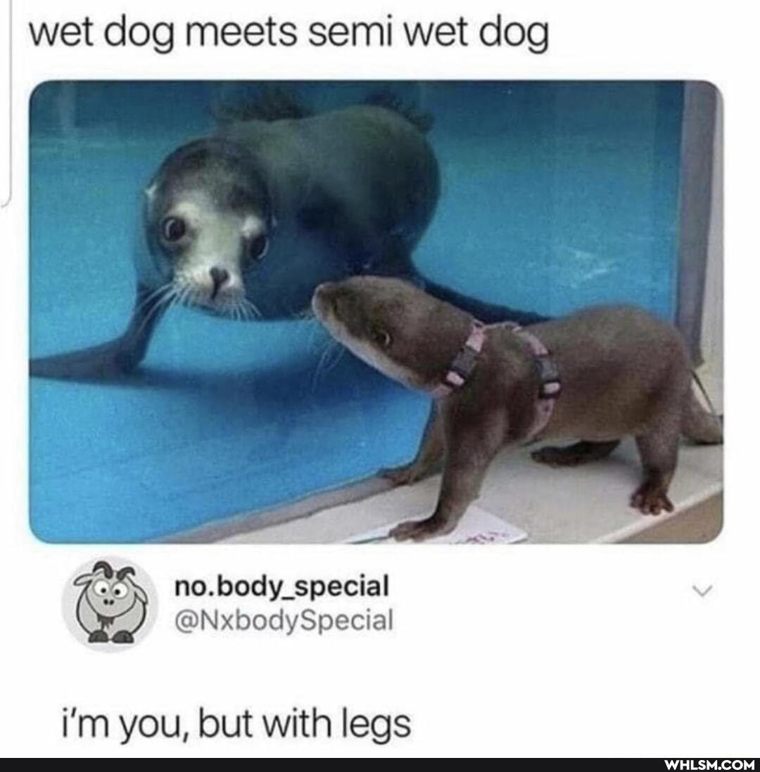 wet dog meets semi wet dog
no.body_special
@NxbodySpecial
i'm you, but with leas