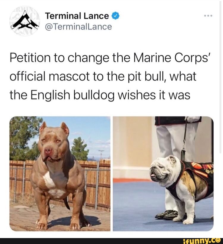 Petition to change the Marine Corps official mascot to the pit bull, what the English bulldog wishes it was