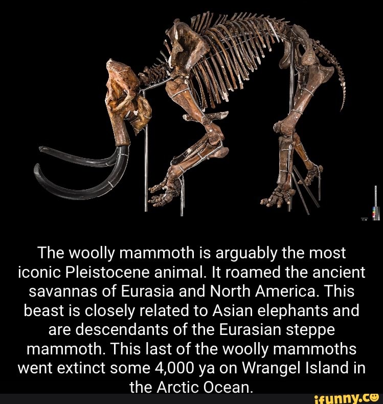 The woolly mammoth is arguably the most iconic Pleistocene animal. It