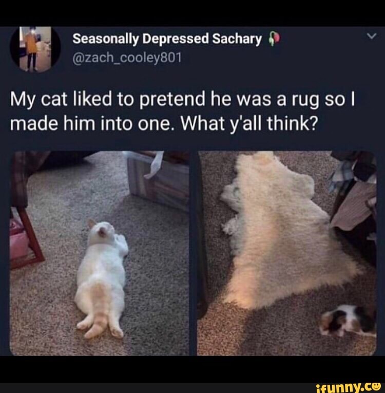 Catfat memes. Best Collection of funny Catfat pictures on iFunny