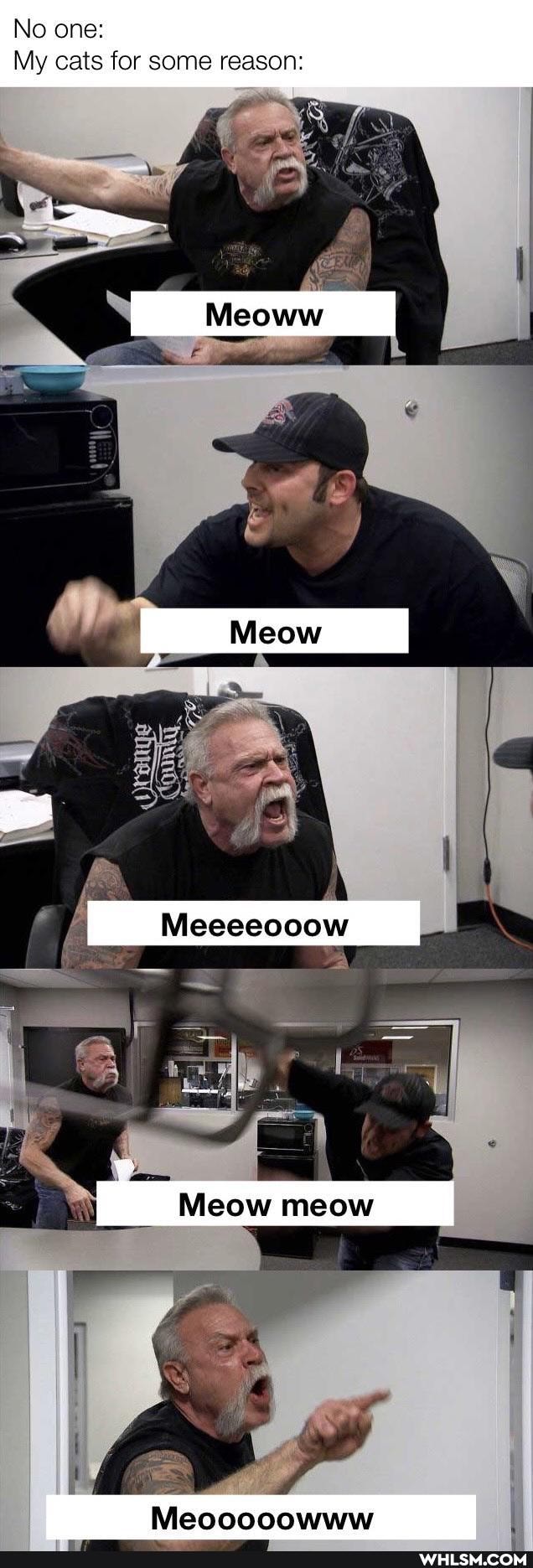 No one:
My cats for some reason:
Meow meow
Meooooowww