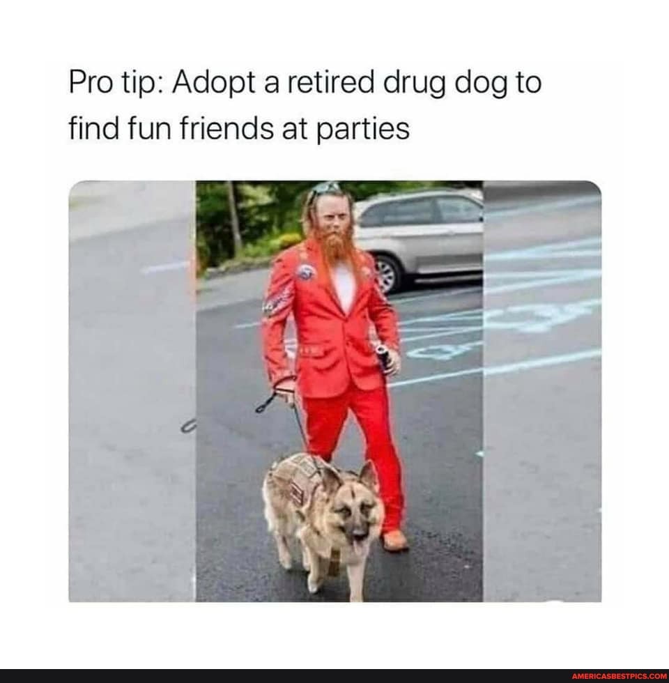 Pro tip: Adopt a retired drug dog to find fun friends at parties