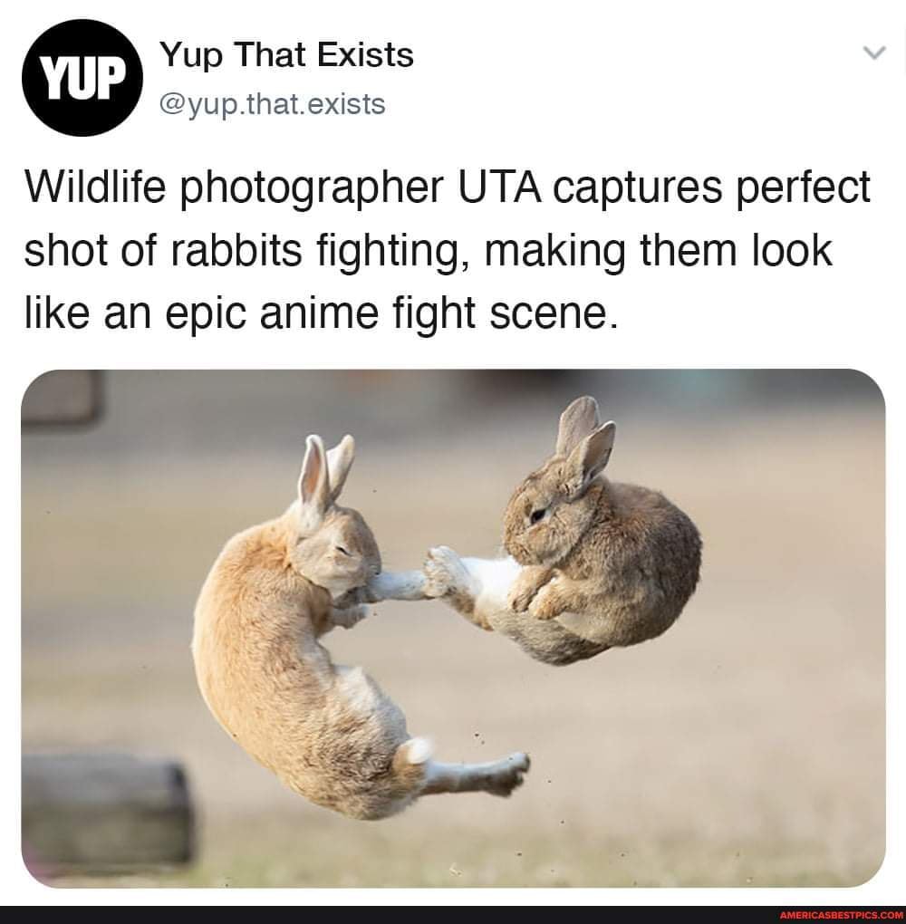 Pink Rabbit Fight Wildlife photographer UTA captures perfect shot of rabbits fighting ...