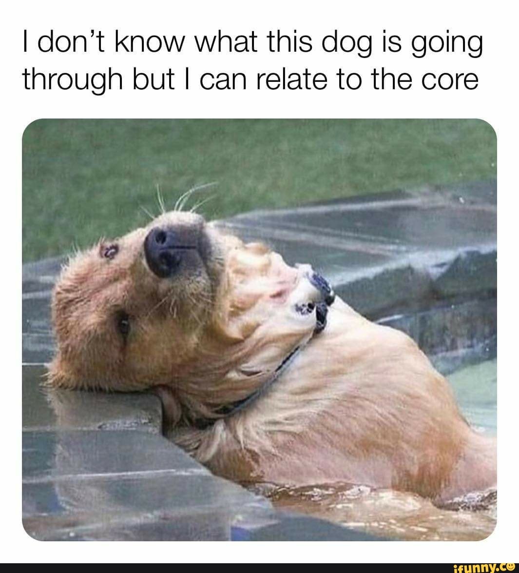 I don't know what this dog is going
through but I can relate to the core