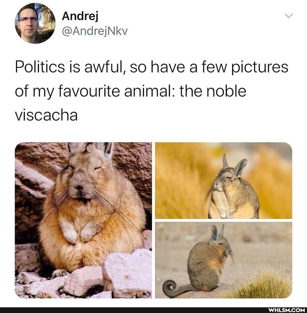 Andrej
@AndrejNkv
Politics is awful, so have a few pictures of my favourite animal: the noble viscacha