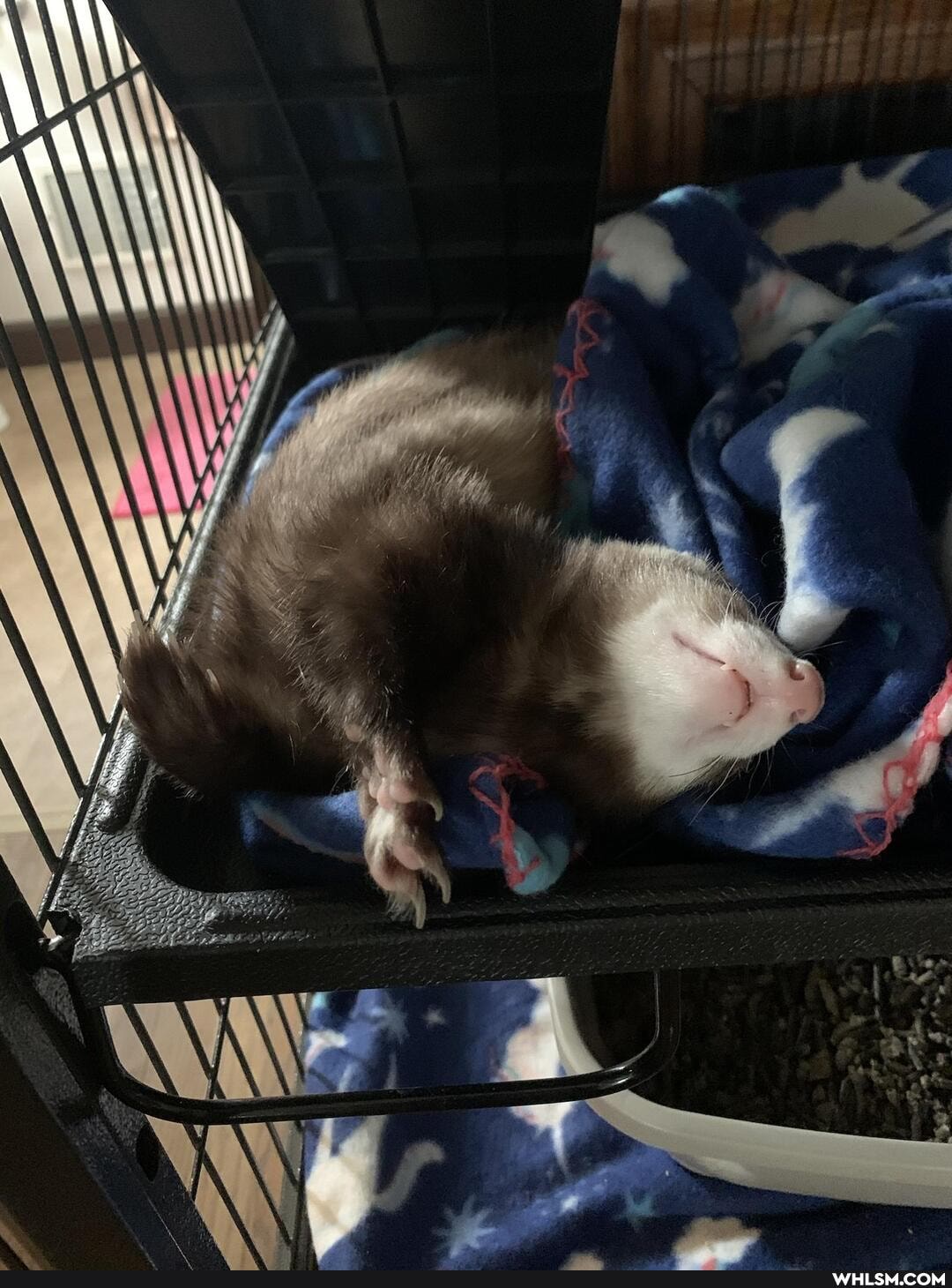 cute_animal, ferret, ferrets, pets