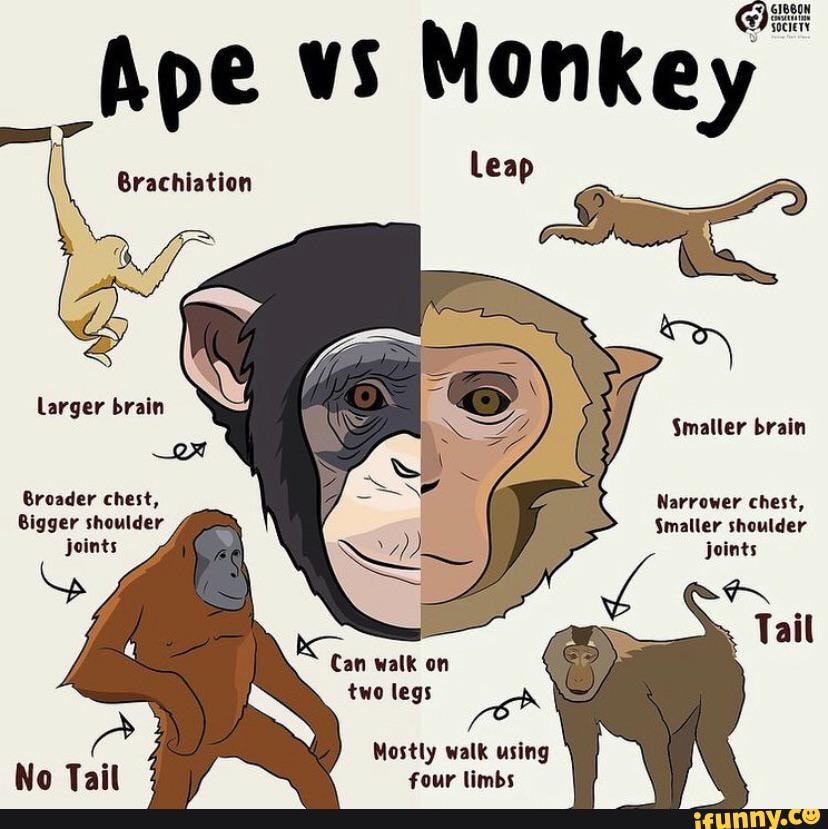 Ape vs Monke leap Smaller brain Brachiation larger brain Broader chest ...